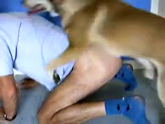 On a sofa, a divorced Russian beauty with black hair is having sex with her horse.